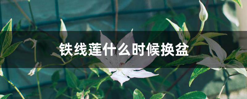 铁线莲什么时候换盆