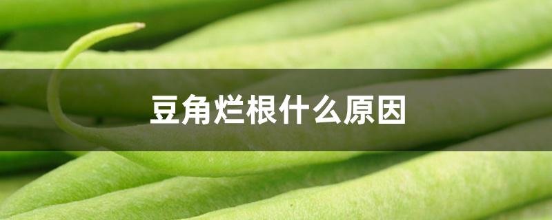 豆角烂根什么原因