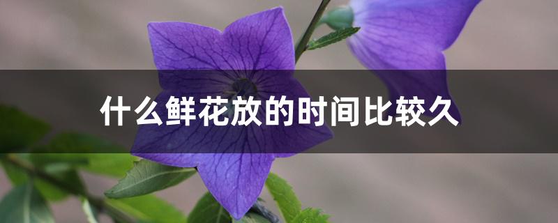 什么鲜花放的时间比较久 什么鲜花放的时间比较久