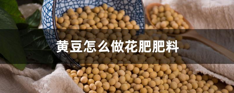 黄豆怎么做花肥肥料