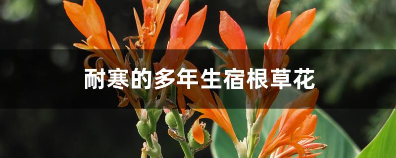 耐寒的多年生宿根草花