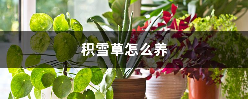 积雪草怎么养