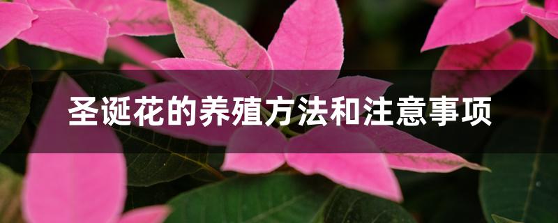 圣诞花的养殖方法和注意事项