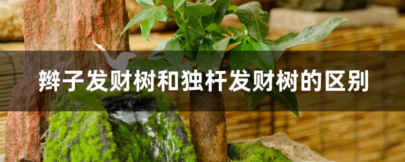 辫子发财树和独杆发财树的区别