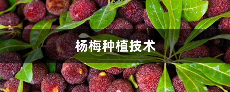 杨梅种植技术