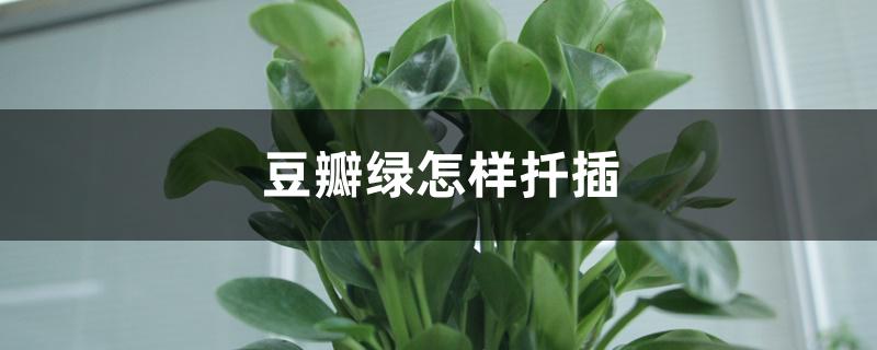 豆瓣绿怎样扦插