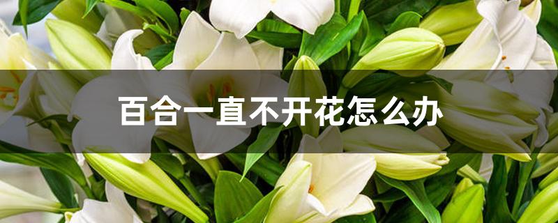 百合一直不开花怎么办