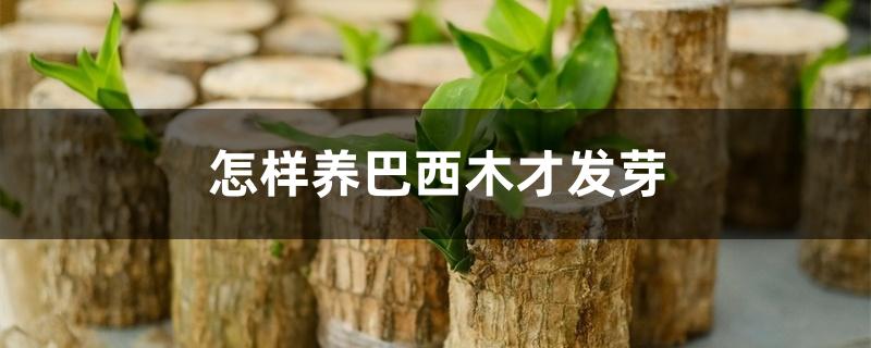 怎样养巴西木才发芽