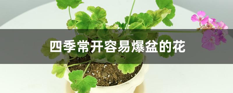 四季常开容易爆盆的花