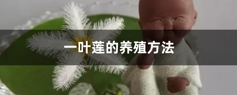 一叶莲的养殖方法