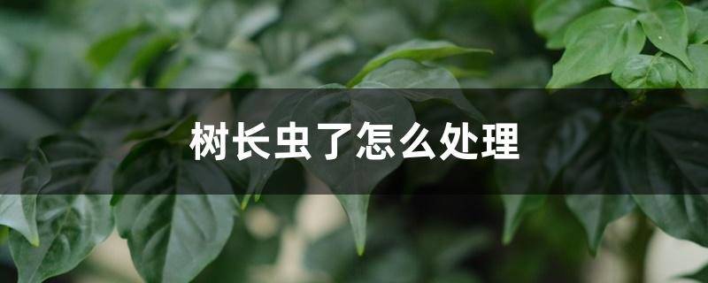 树长虫了怎么处理