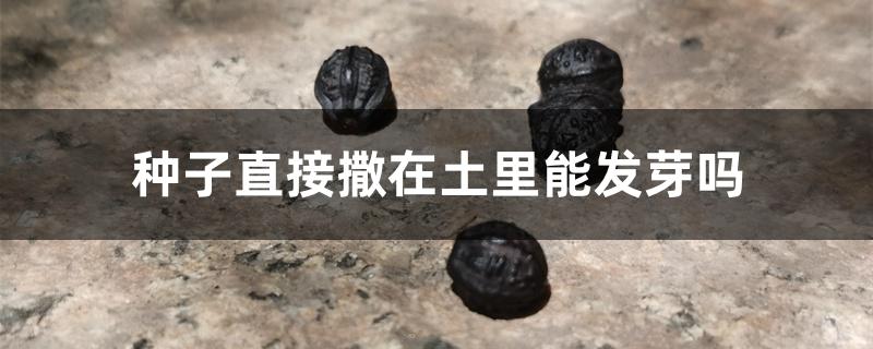 种子直接撒在土里能发芽吗