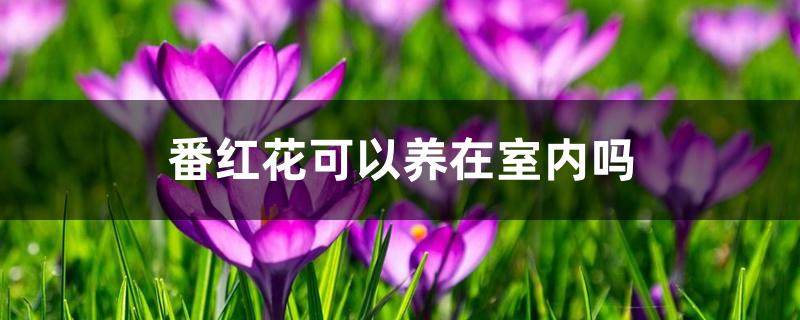 番红花可以养在室内吗