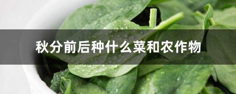 秋分前后种什么菜和农作物