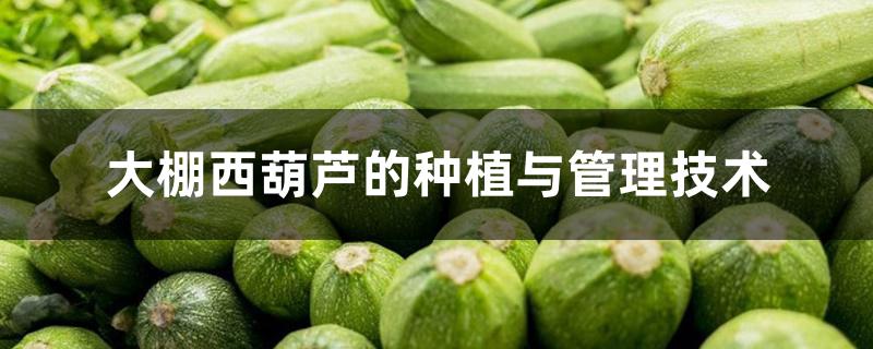 大棚西葫芦的种植与管理技术