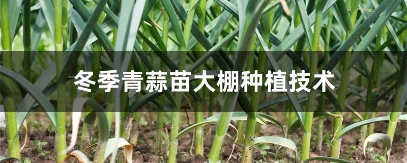 冬季青蒜苗大棚种植技术
