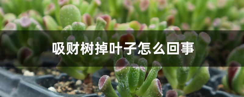 吸财树掉叶子怎么回事