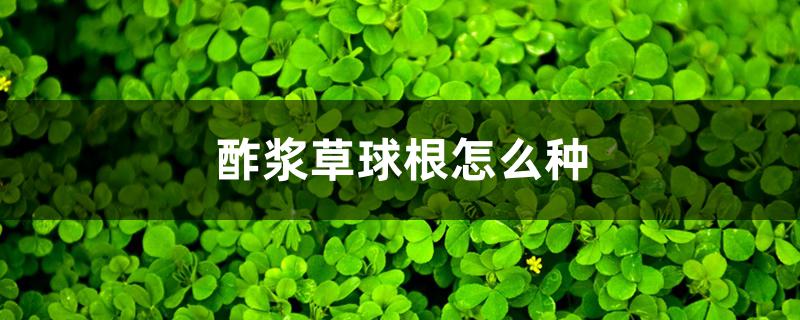 酢浆草球根怎么种