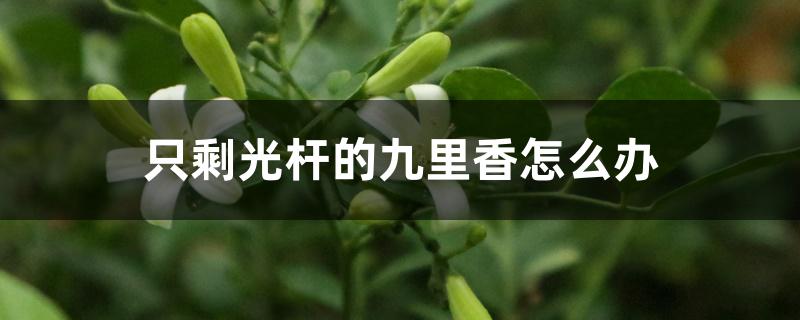 只剩光杆的九里香怎么办