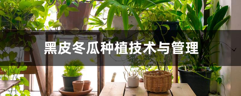 黑皮冬瓜种植技术与管理