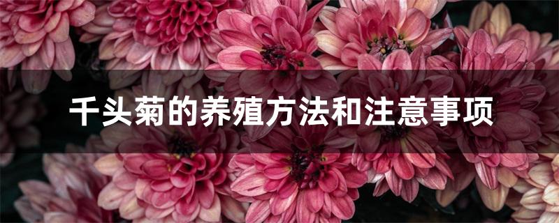 千头菊的养殖方法和注意事项