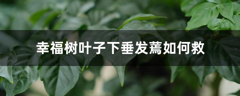 幸福树叶子下垂发蔫如何救