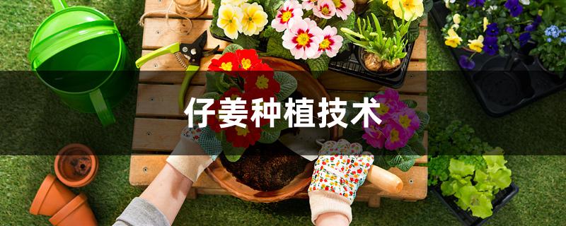 仔姜种植技术 仔姜种植技术