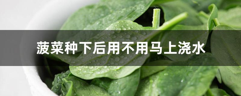 菠菜种下后用不用马上浇水