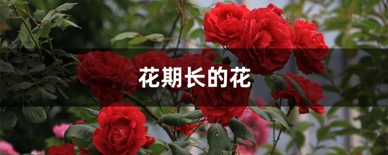 花期长的花 花期长的花