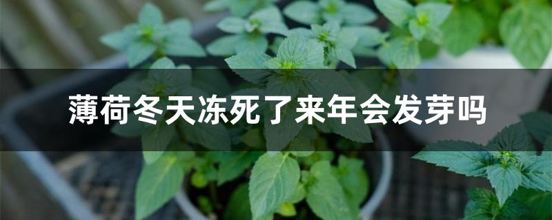 薄荷冬天冻死了来年会发芽吗