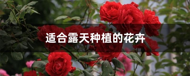适合露天种植的花卉