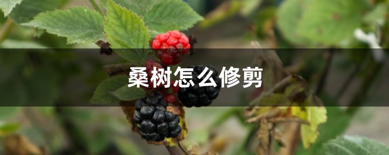 桑树怎么修剪