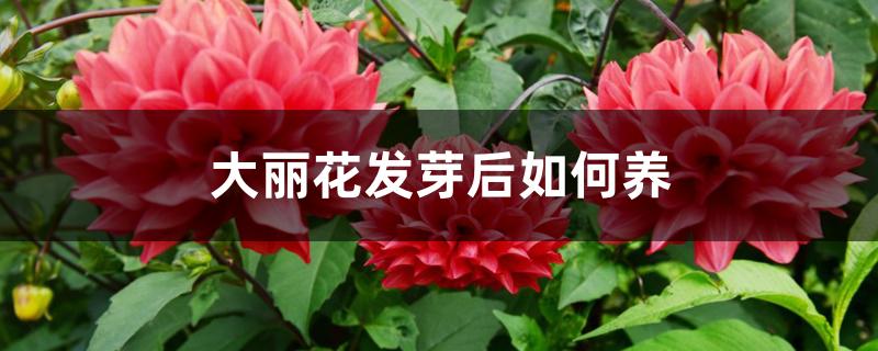 大丽花发芽后如何养