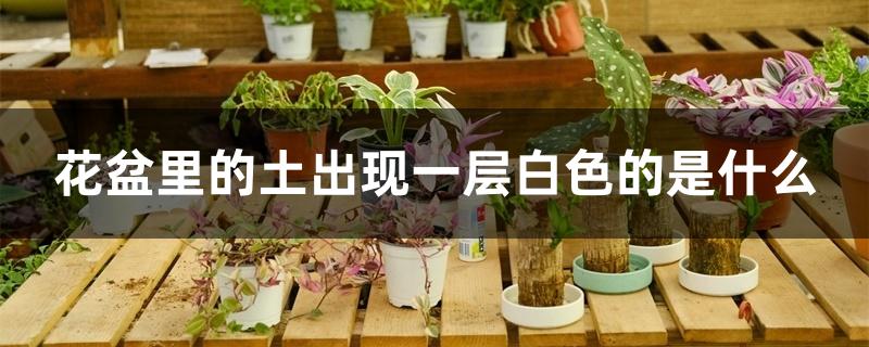 花盆里的土出现一层白色的是什么