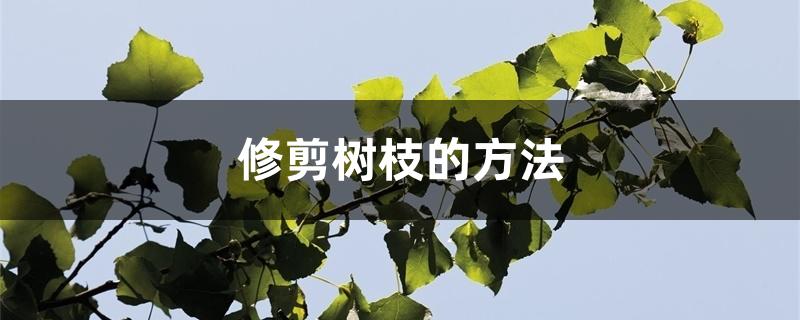 修剪树枝的方法