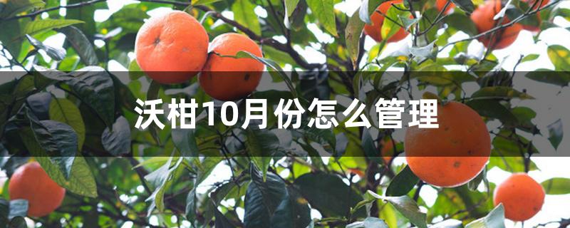 沃柑10月份怎么管理