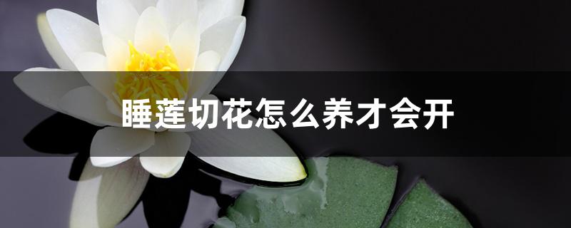 睡莲切花怎么养才会开