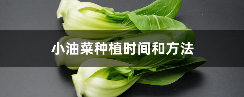 小油菜种植时间和方法