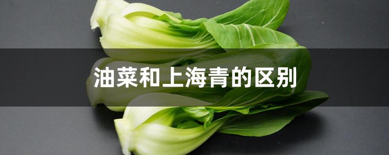 油菜和上海青的区别