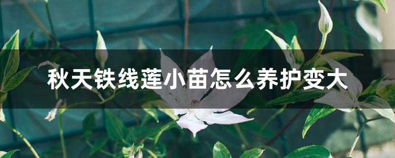 秋天铁线莲小苗怎么养护变大