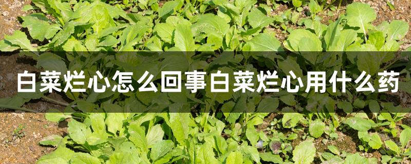 白菜烂心怎么回事白菜烂心用什么药