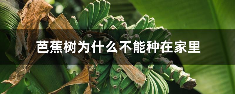 芭蕉树为什么不能种在家里