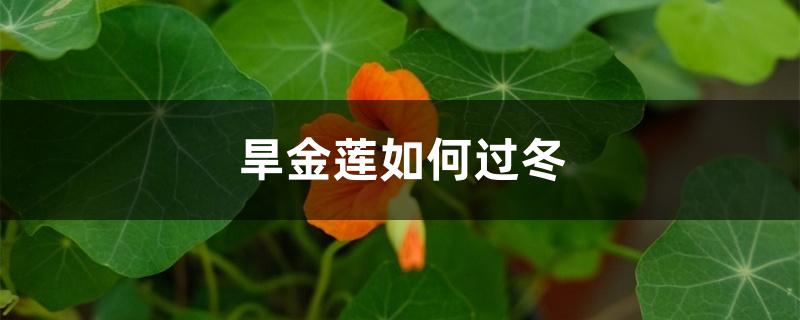 旱金莲如何过冬