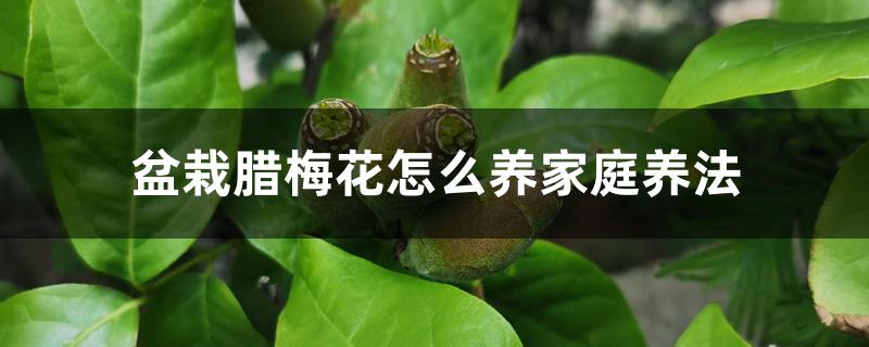 盆栽腊梅花怎么养家庭养法