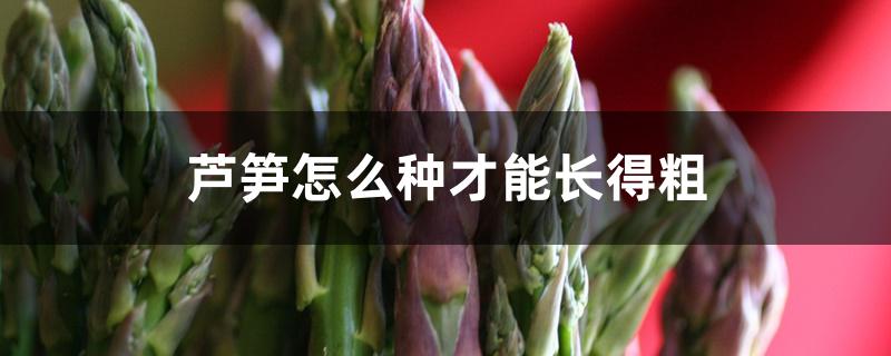 芦笋怎么种才能长得粗