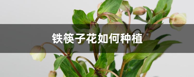 铁筷子花如何种植