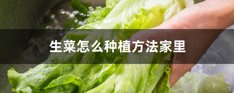 生菜怎么种植方法家里