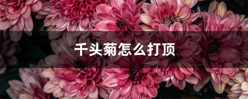 千头菊怎么打顶