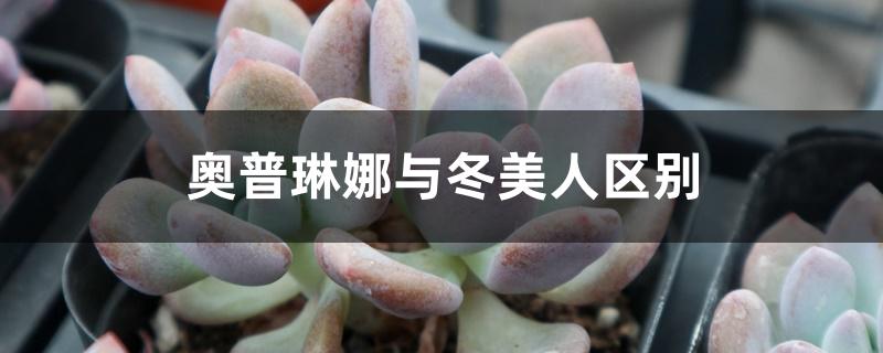 奥普琳娜与冬美人区别 奥普琳娜与冬美人区别