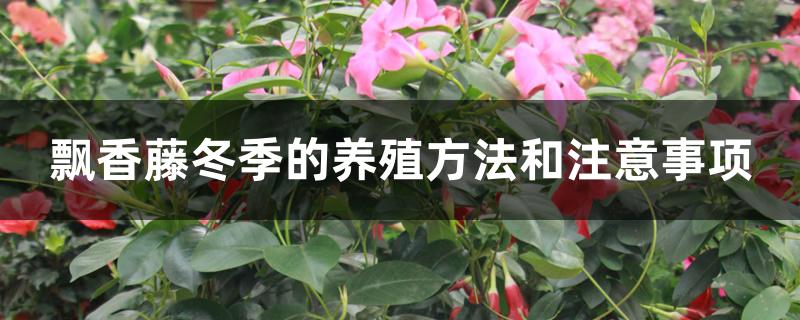 飘香藤冬季的养殖方法和注意事项